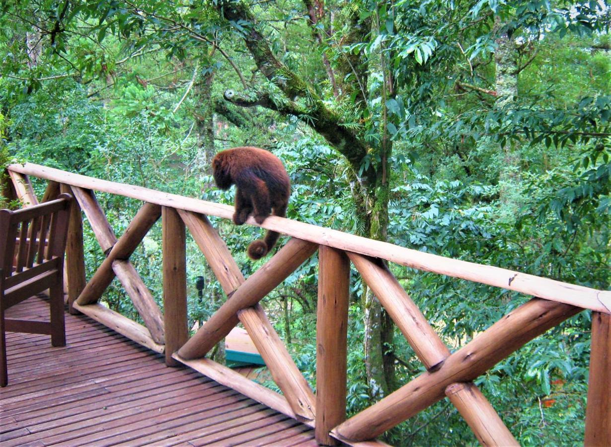 Villa Flor Ecoresort Nova Petropolis Ngoại thất bức ảnh